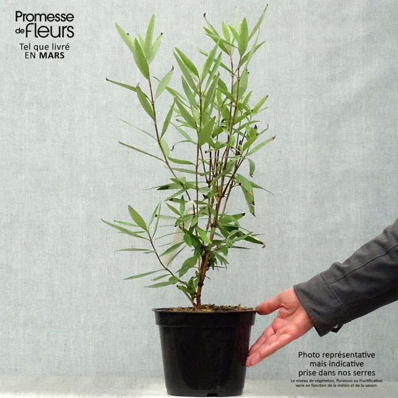 Spécimen de Carpenteria californica - Carpentière de Californie Pot de 3L/4L tel que livré au printemps