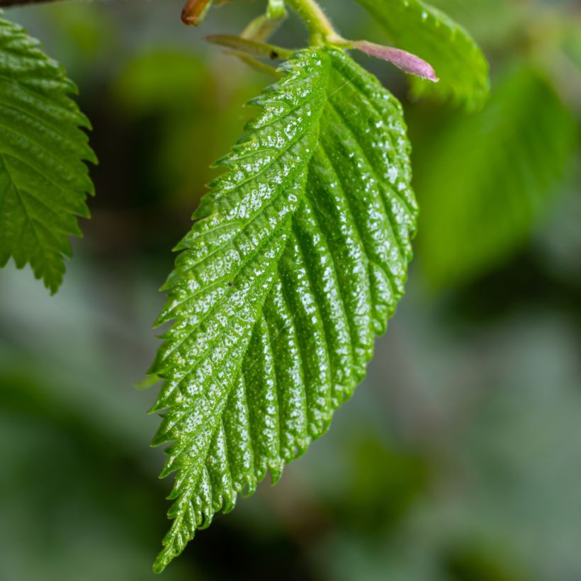 Carpinus betulus - Charme commun, Charmille  (Foliage)