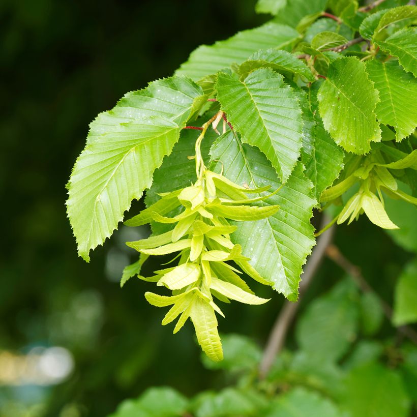 Carpinus betulus Fastigiata - Charme fastigié (Flowering)