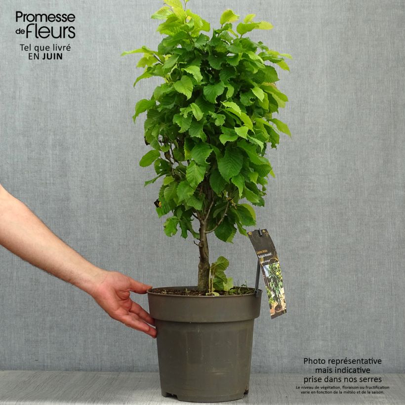 Example of Carpinus betulus Fastigiata Monument - Charme commun fastigié Pot de 6L/7L as you get in printemps