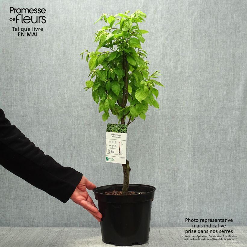 Example of Carpinus betulus Monumentalis - Charme commun Pot de 7,5L/10L as you get in printemps