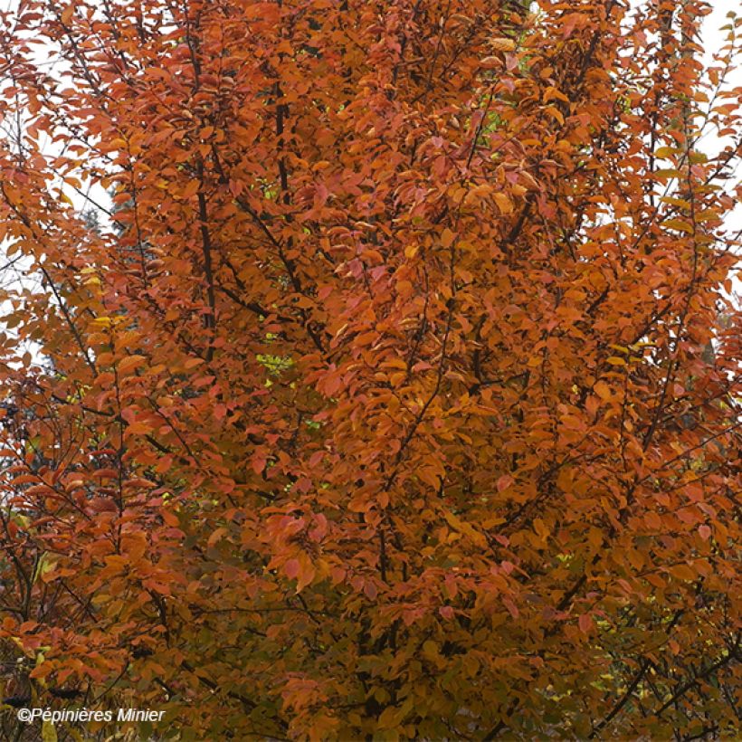 Carpinus betulus Orange Retz - Charme commun  (Foliage)