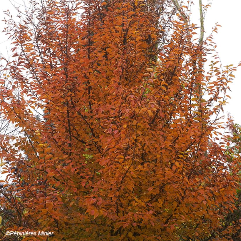 Carpinus betulus Orange Retz - Charme commun  (Plant habit)