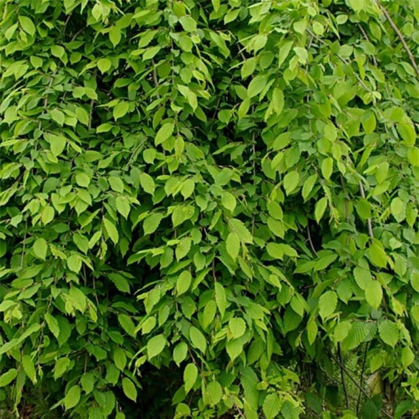 Carpinus betulus Pendula - Charme commun pleureur (Foliage)