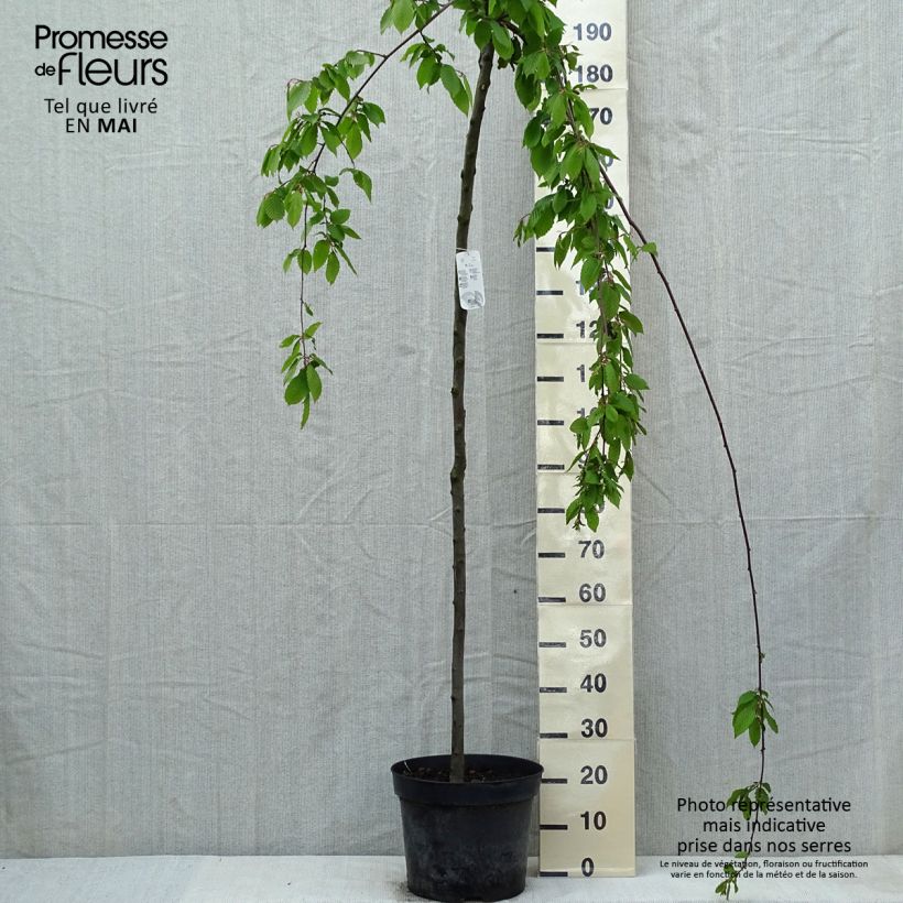 Example of Carpinus betulus Pendula - Charme commun pleureur Pot de 12L/15L, Tige as you get in printemps