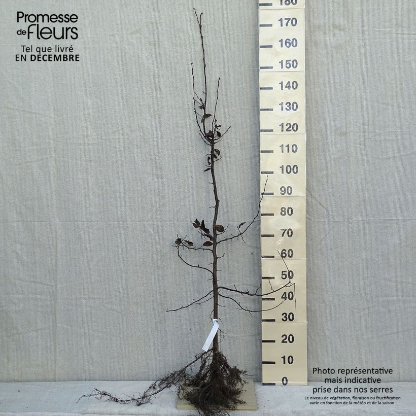 Example of Carpinus betulus - Charme commun, Charmille  Racines nues as you get in hiver