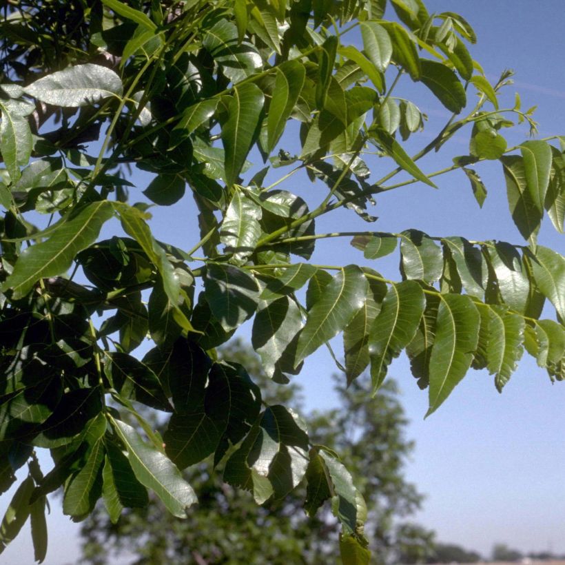 Carya illinoinensis - Noix de Pécan - Pacanier (Foliage)