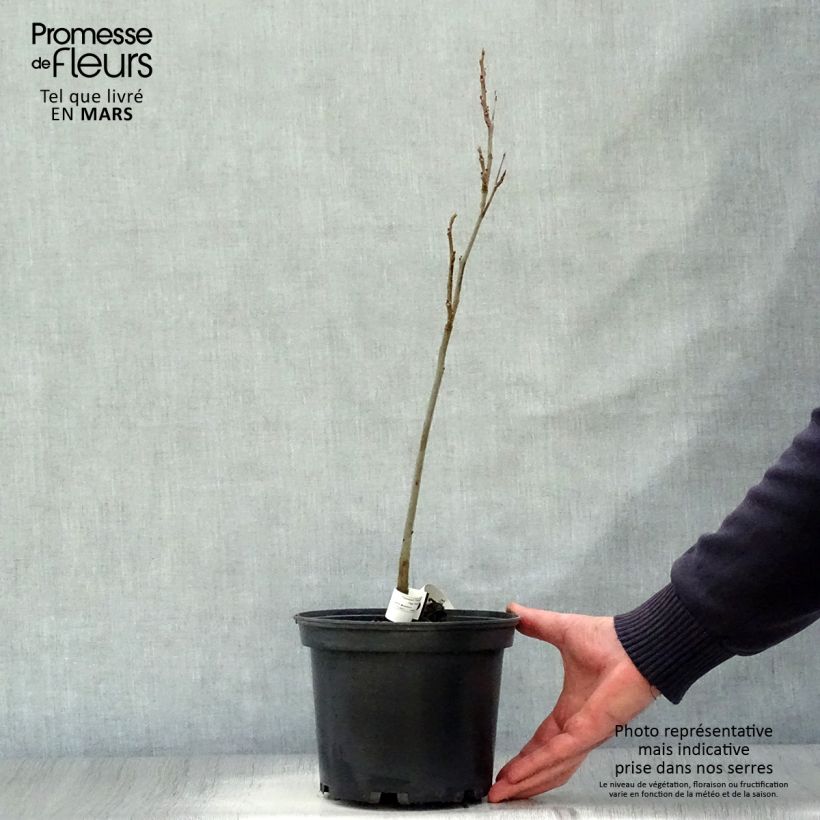 Example of Carya illinoinensis - Noix de Pécan - Pacanier Pot de 3L/4L as you get in printemps