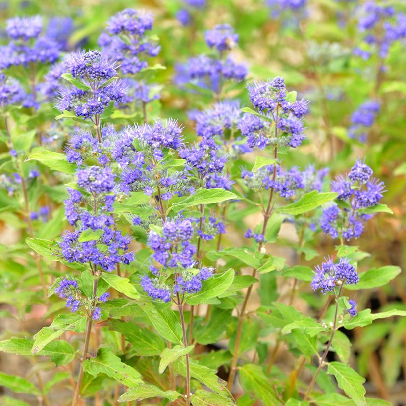Caryopteris Grand Bleu - Spirée bleue  (Flowering)
