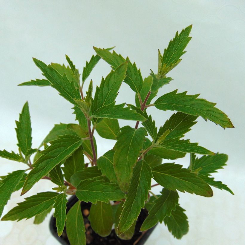 Caryopteris Grand Bleu - Spirée bleue  (Foliage)