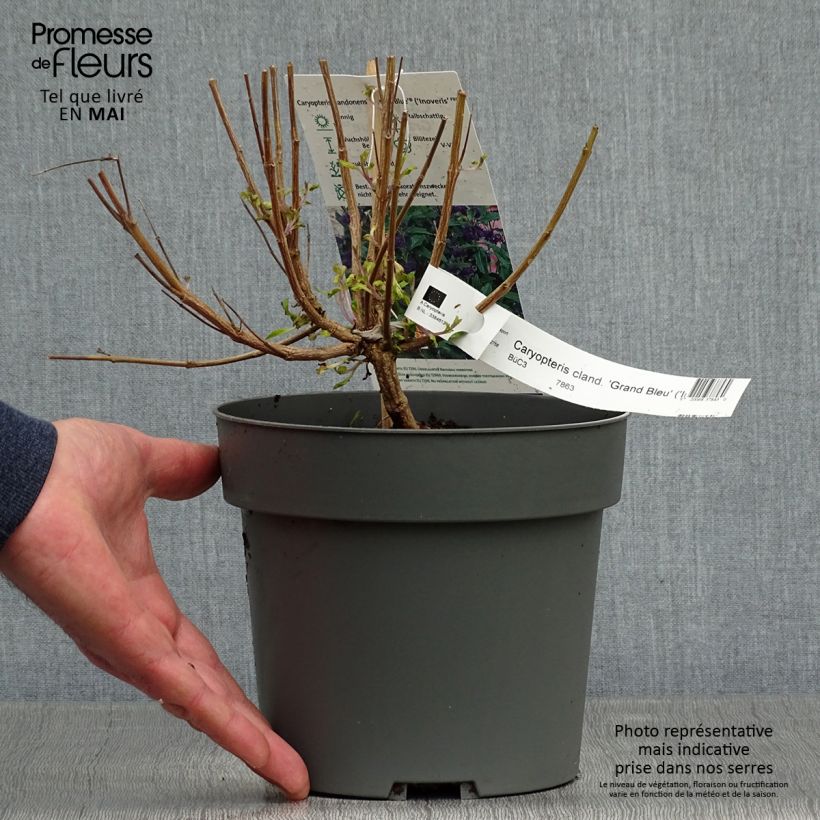 Example of Caryopteris Grand Bleu - Spirée bleue  Pot de 2L/3L as you get in printemps