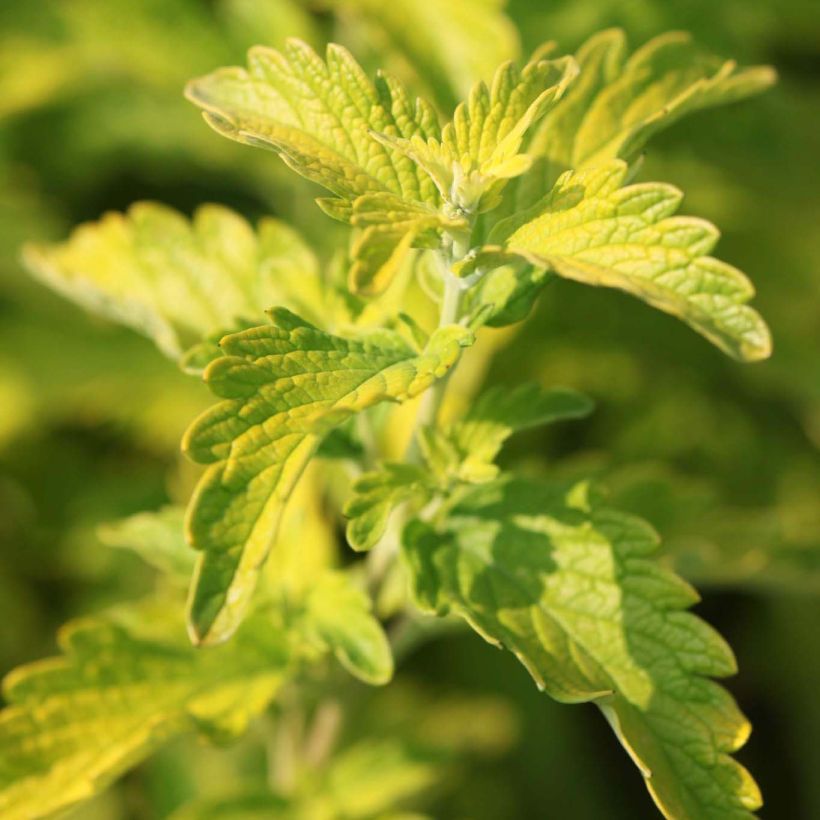 Caryopteris Hint of Gold (Foliage)