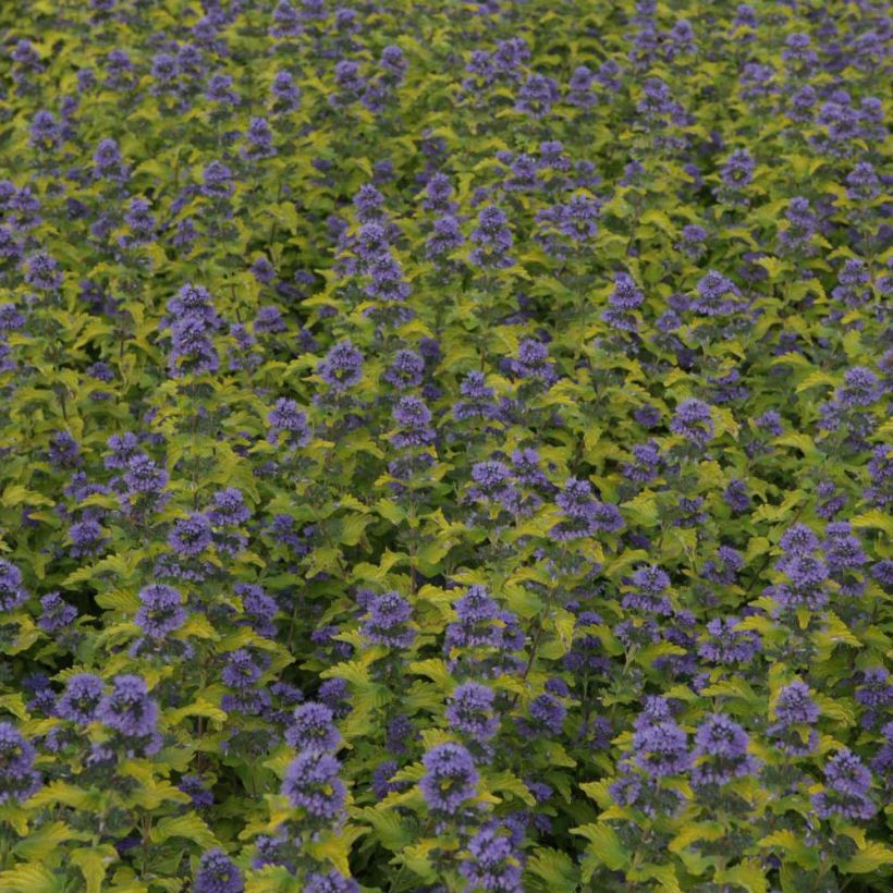 Caryopteris Hint of Gold (Flowering)