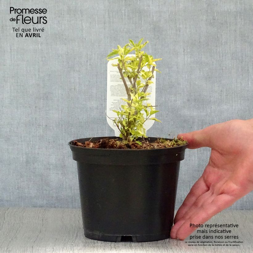 Example of Caryopteris Summer Sorbet® - Spirée Bleue, Barbe-bleue Pot de 3L/4L as you get in printemps