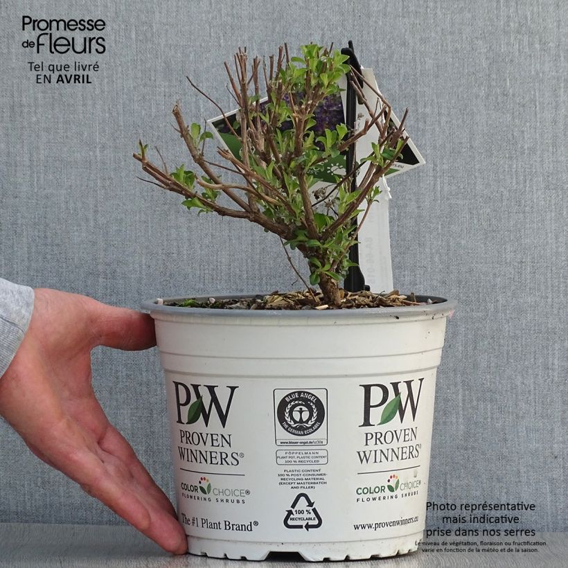 Example of Caryopteris clandonensis Beyond Midnight - Spirée bleue Pot de 3L/4L as you get in printemps