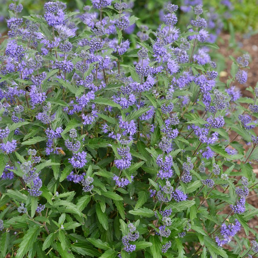 Caryopteris clandonensis Beyond Midnight - Spirée bleue (Plant habit)