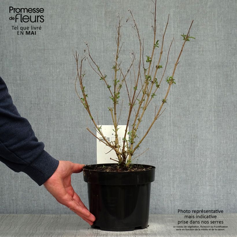 Example of Caryopteris clandonensis First Choice - Spirée bleue Pot de 2L/3L as you get in printemps