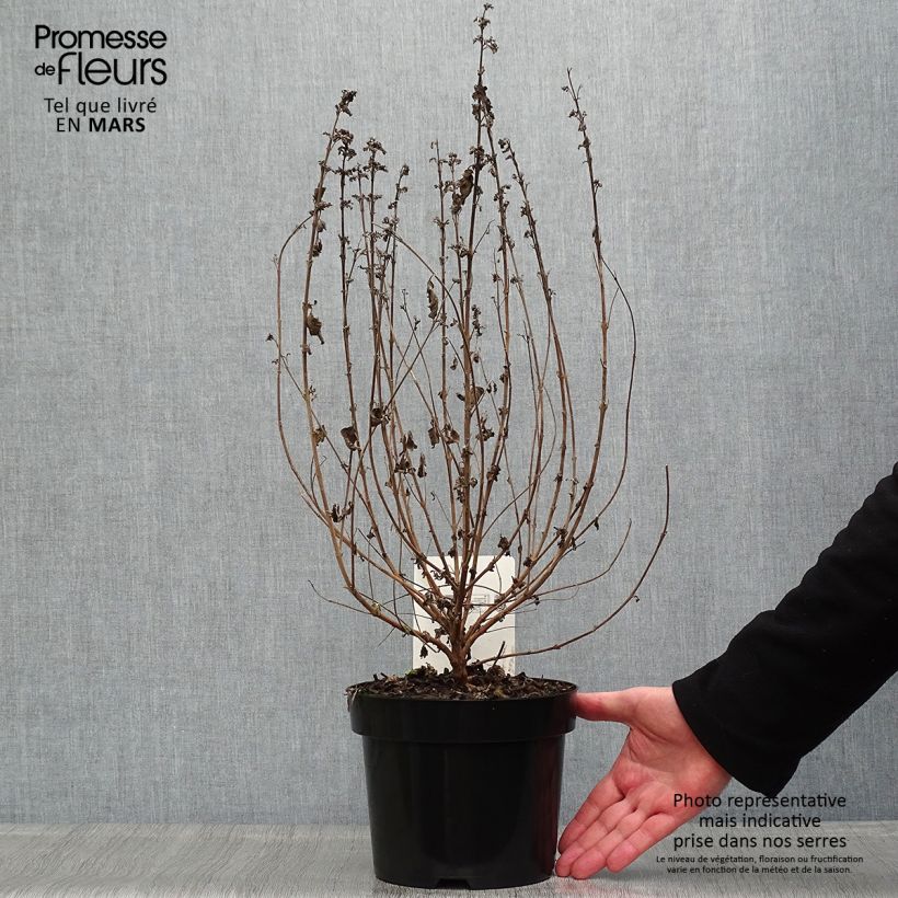 Spécimen de Caryopteris clandonensis Good as Gold - Spirée bleue Pot de 2L/3L tel que livré au printemps