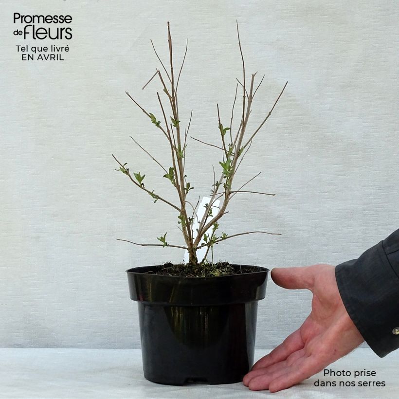 Example of Caryopteris clandonensis Heavenly Blue - Spirée bleue Pot de 2L/3L as you get in printemps