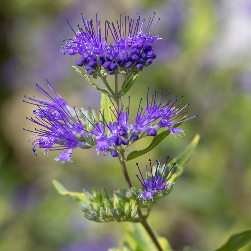 Caryopteris clandonensis Kew Blue - Spirée bleue (Flowering)