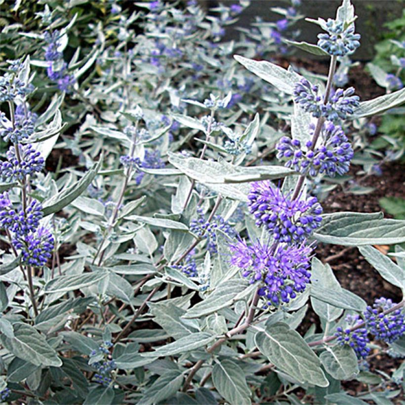 Caryopteris clandonensis Sterling Silver - Spirée bleue (Flowering)