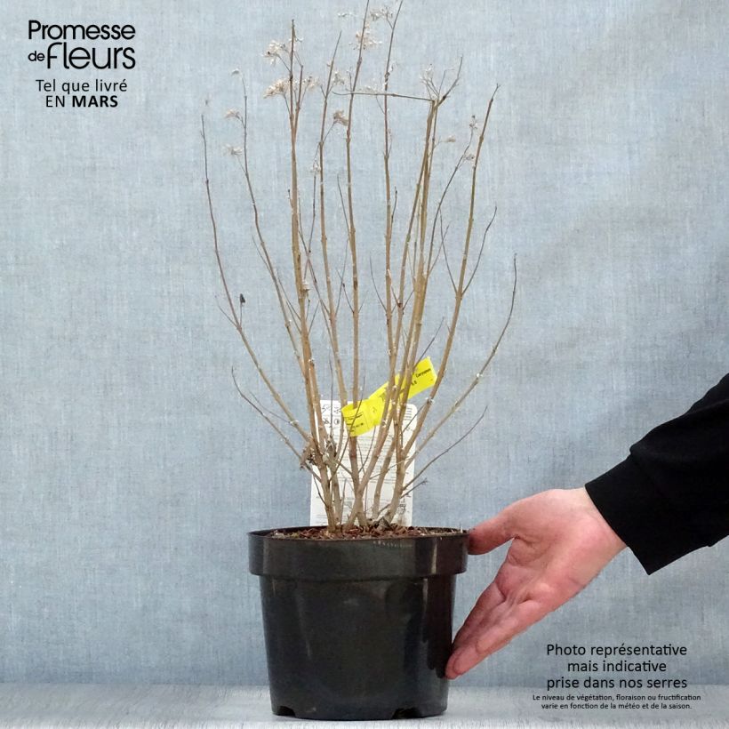 Spécimen de Caryopteris clandonensis Thetis - Spirée bleue Pot de 2L/3L tel que livré au printemps