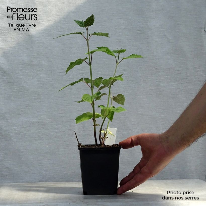 Example of Caryopteris divaricata -  Spirée bleue Godet de 8/9 cm as you get in printemps