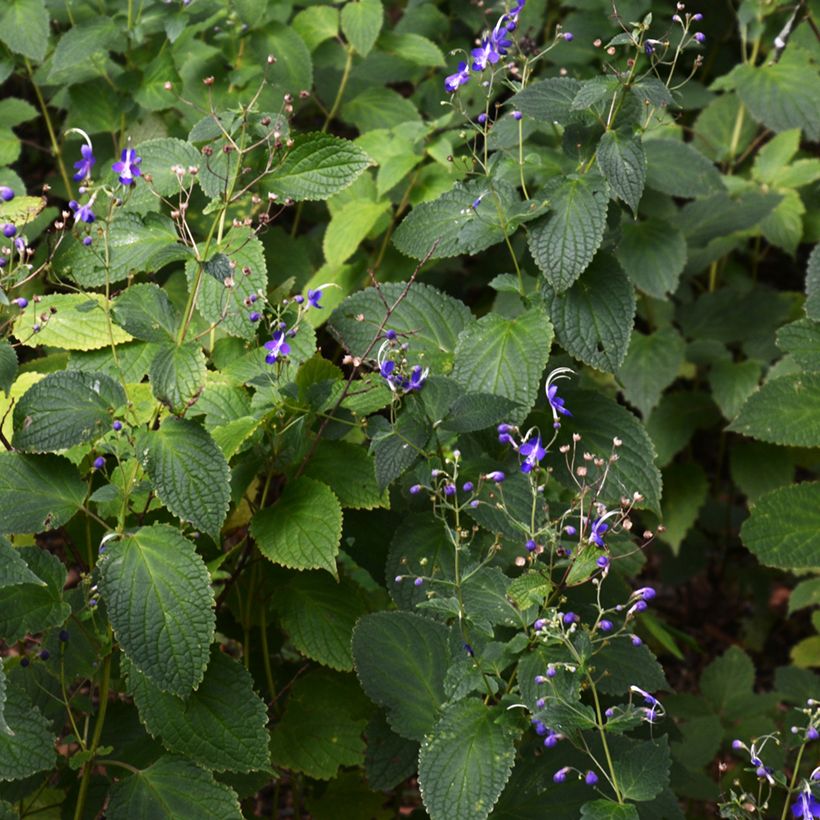 Caryopteris divaricata -  Spirée bleue (Plant habit)