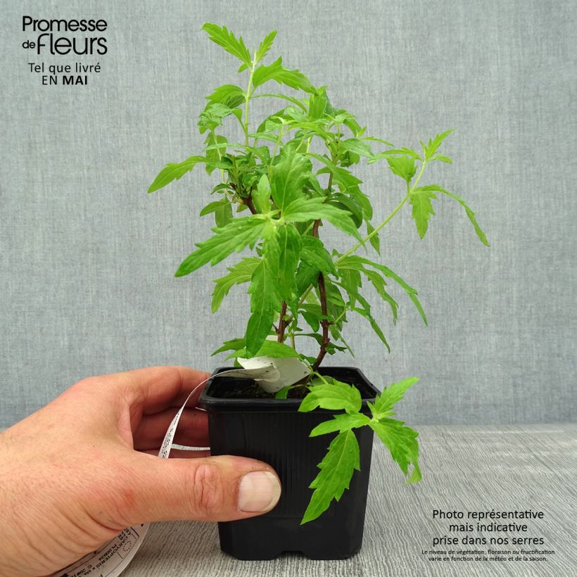 Spécimen de Caryopteris x clandonensis Camara Pink - Spirée bleue Godet de 8/9 cm tel que livré au printemps