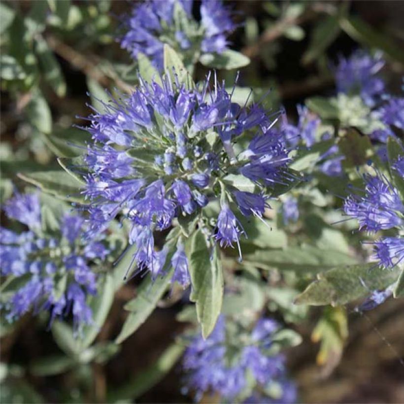 Caryopteris clandonensis Heavenly Blue - Spirée bleue (Flowering)