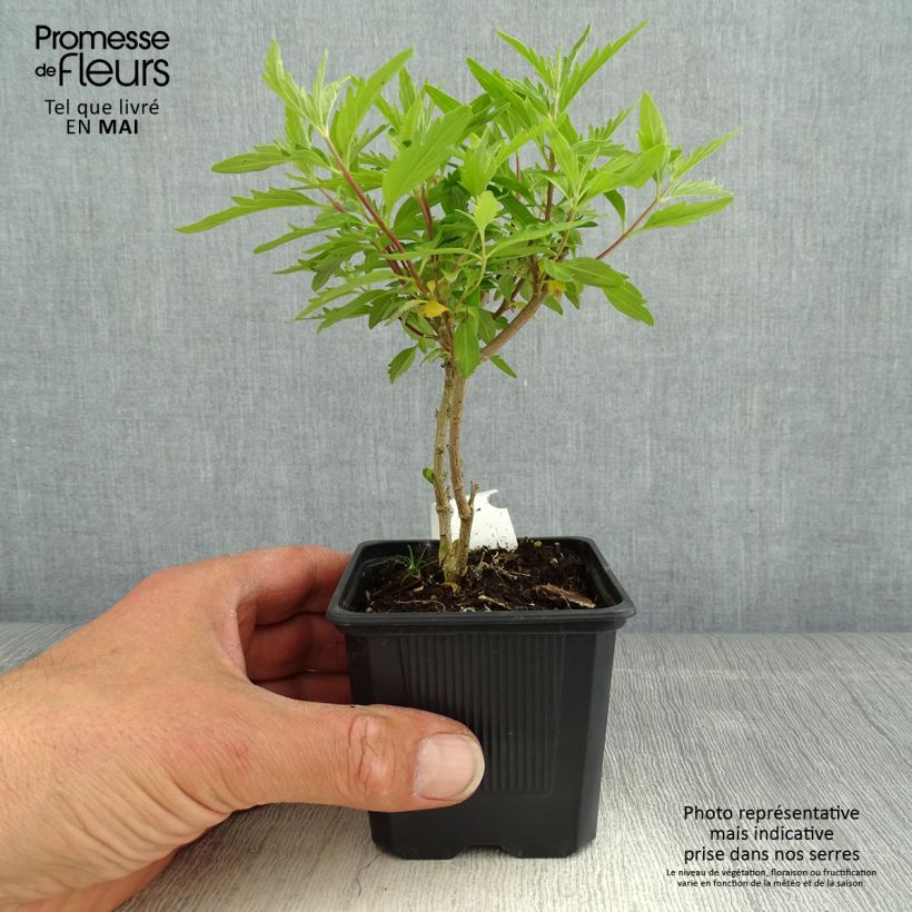 Example of Caryopteris clandonnensis Pavilion Pink - Spirée bleue Godet de 8/9 cm as you get in printemps