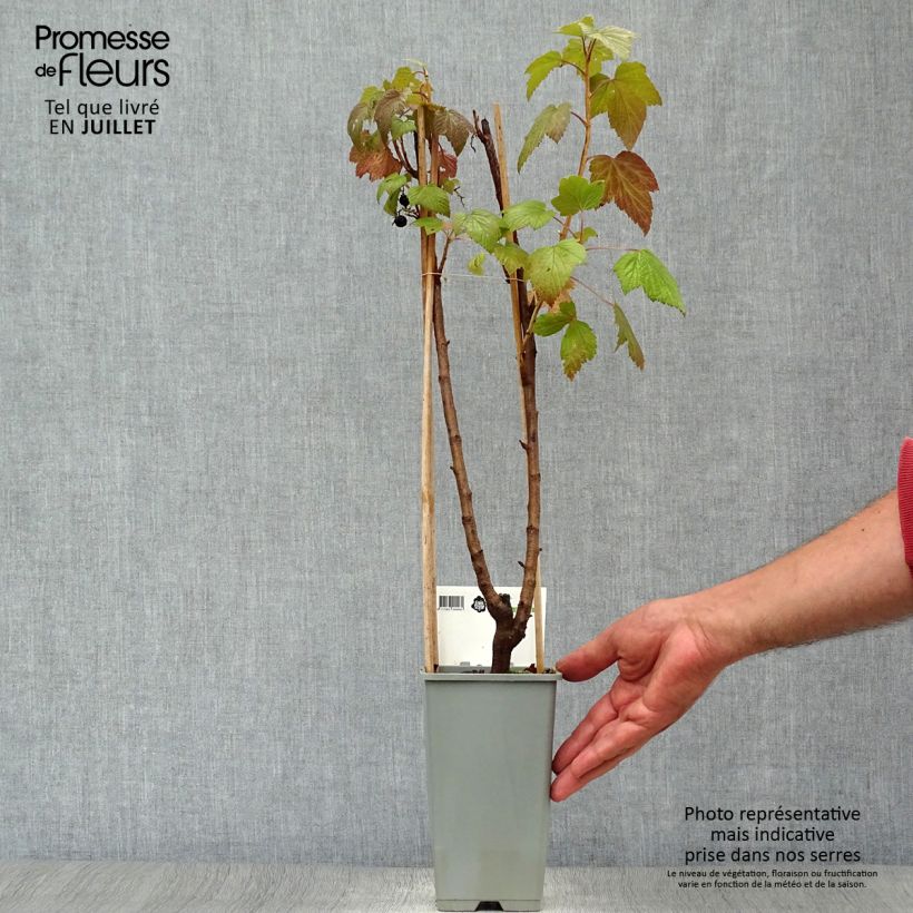 Spécimen de Casseiller Jostaberry - Ribes x nidigrolaria Pot de 1,5L/2L, Buisson tel que livré en été