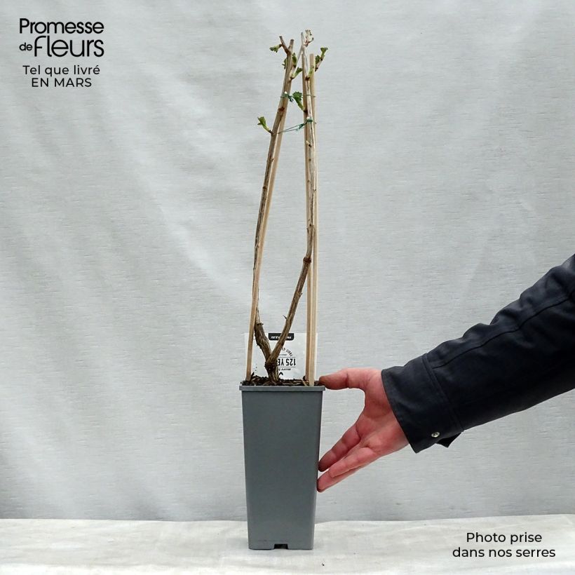 Example of Casseiller Jostaberry - Ribes x nidigrolaria Pot de 1,5L/2L, Buisson as you get in printemps