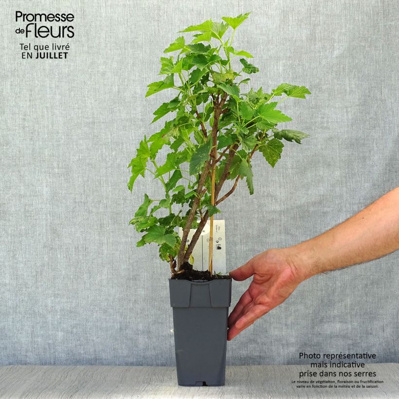 Example of Casseiller Jostaberry - Ribes x nidigrolaria Pot de 2L/3L, Buisson as you get in ete