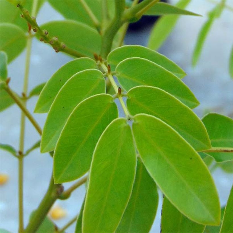 Cassia floribunda - Senné (Foliage)