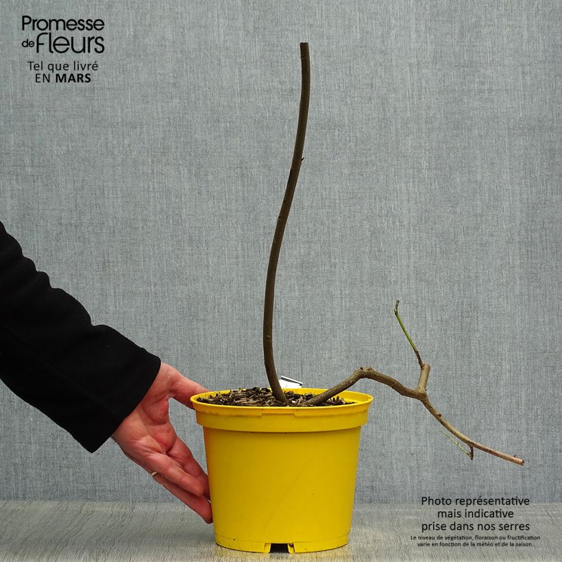 Example of Cassia floribunda - Senné Pot de 2L/3L as you get in printemps