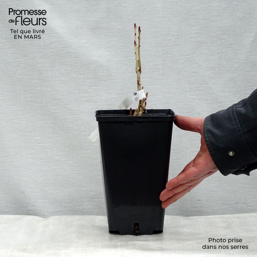 Example of Cassissier Andega (autofertile) Pot de 1,5L/2L, Buisson as you get in printemps