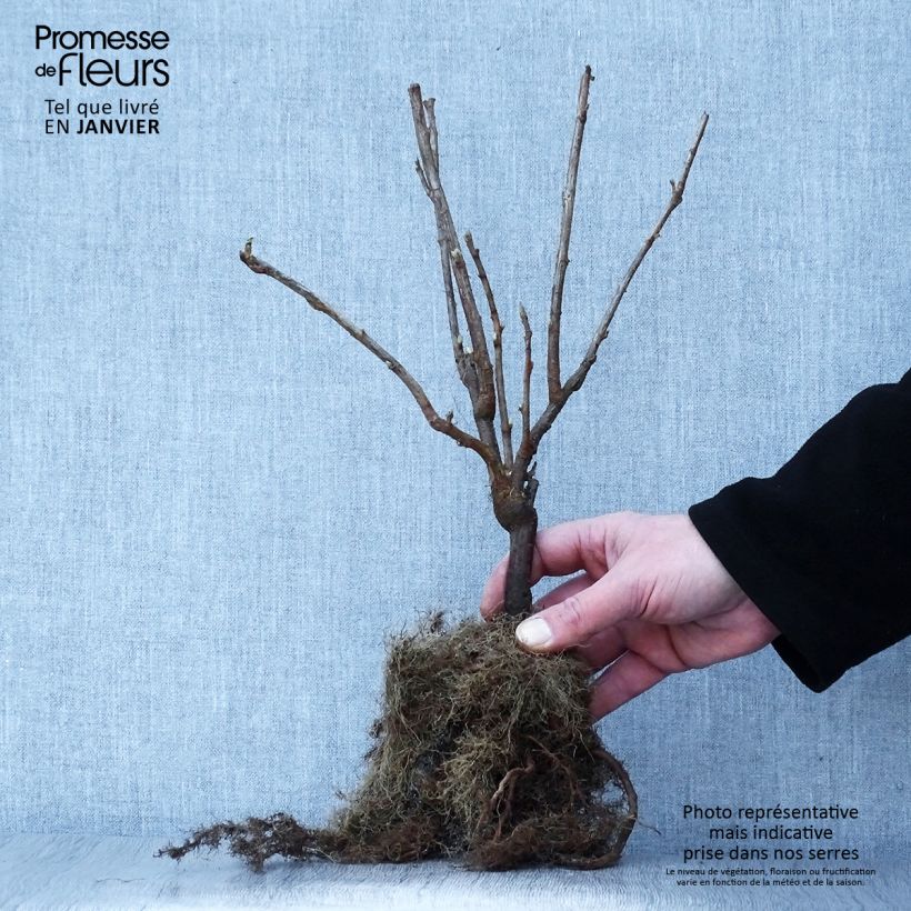 Example of Cassissier Andega (autofertile) Racines nues as you get in hiver