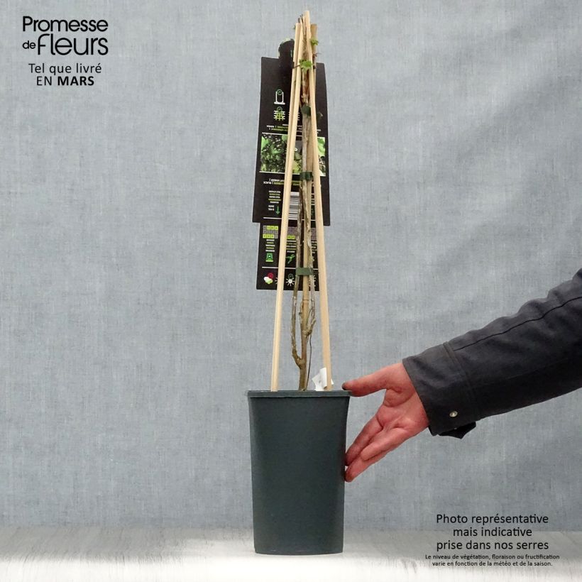 Example of Cassissier Ben Nevis Pot de 1,5L/2L, Buisson as you get in printemps