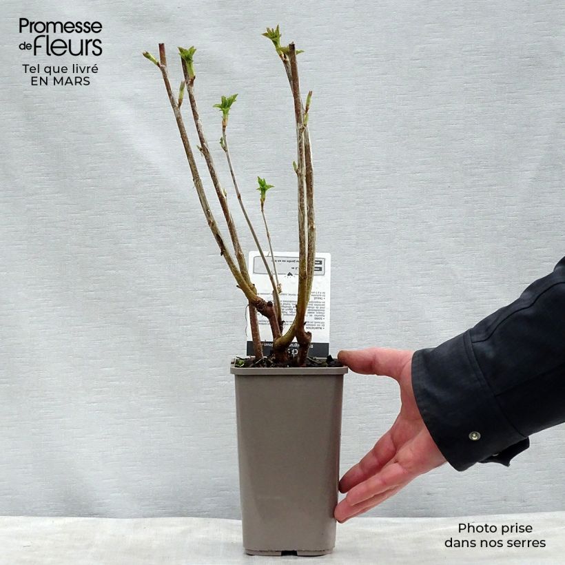 Example of Cassissier Black Down Pot de 1L/1,5L, Buisson as you get in printemps