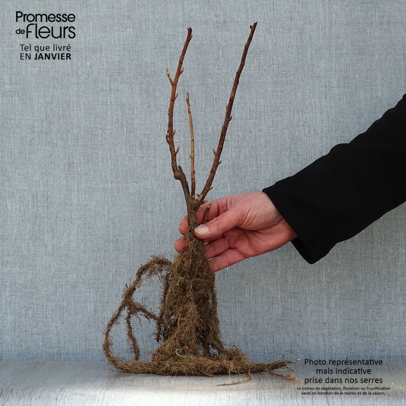 Example of Cassissier Black Down Racines nues, Buisson as you get in hiver