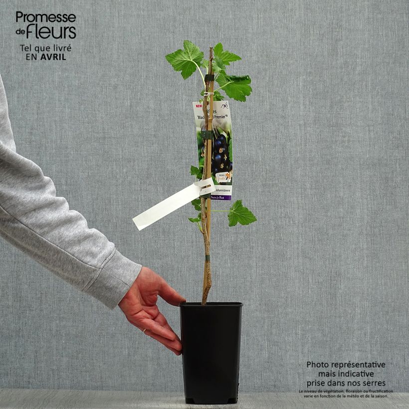 Example of Cassissier Black'n Red Premiere - Ribes nigrum Pot de 1,5L/2L, Buisson as you get in printemps