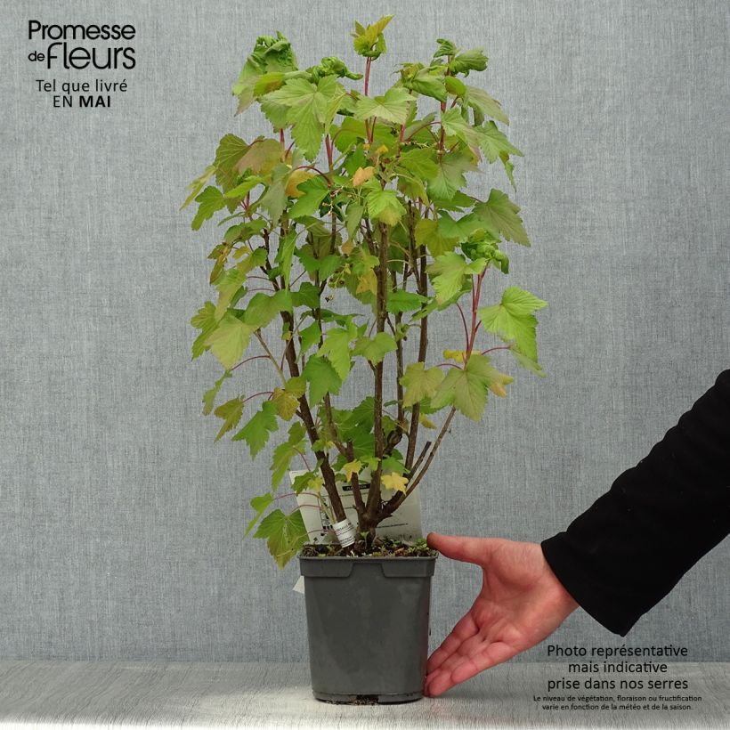 Example of Cassissier Delbard Robusta - Ribes nigrum Pot de 2L/3L as you get in printemps