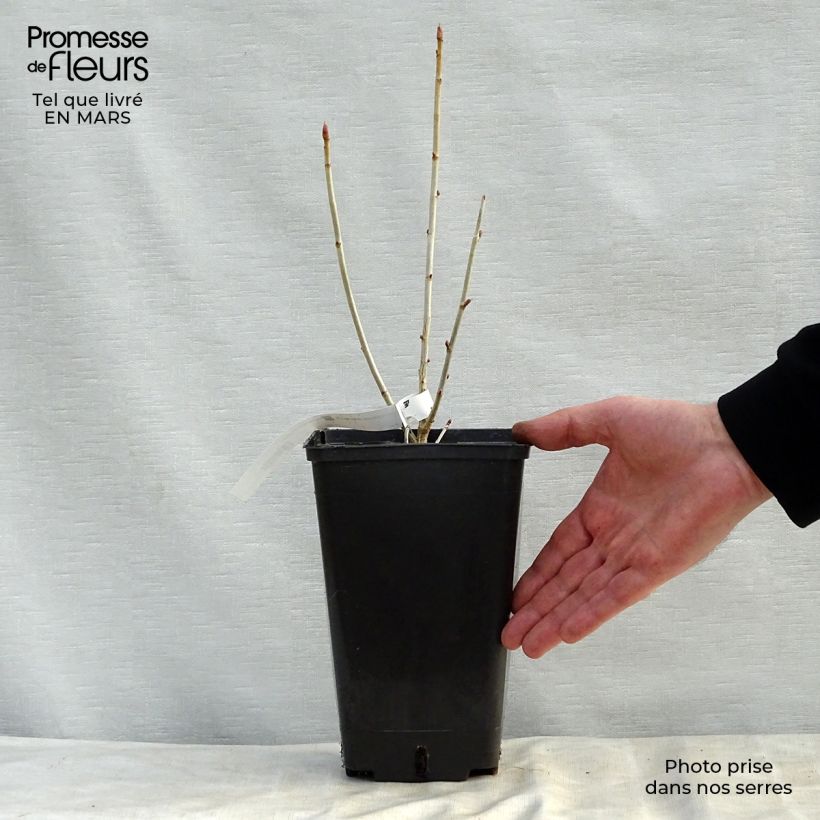 Example of Cassissier Little Black Sugar Pot de 1,5L/2L, Buisson as you get in printemps