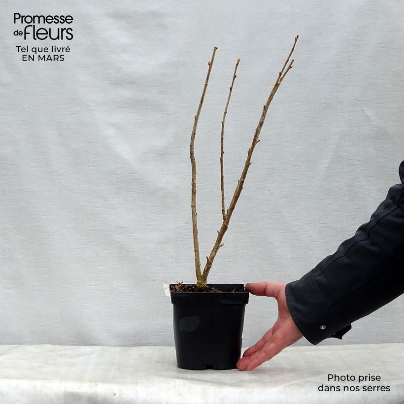 Spécimen de Cassissier Neva  Pot de 2L/3L, Buisson tel que livré au printemps