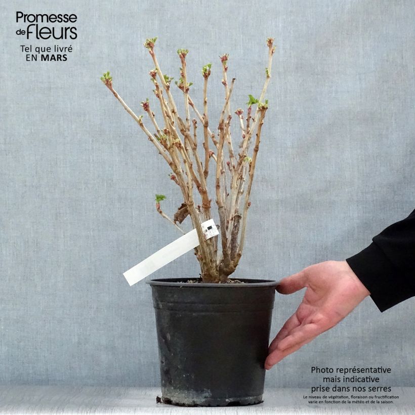 Spécimen de Cassissier Neva  Pot de 4L/5L, Buisson tel que livré au printemps