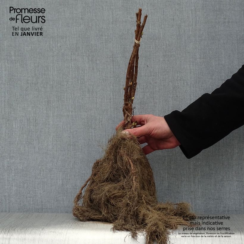 Spécimen de Cassissier Neva  Racines nues, Buisson tel que livré en hiver