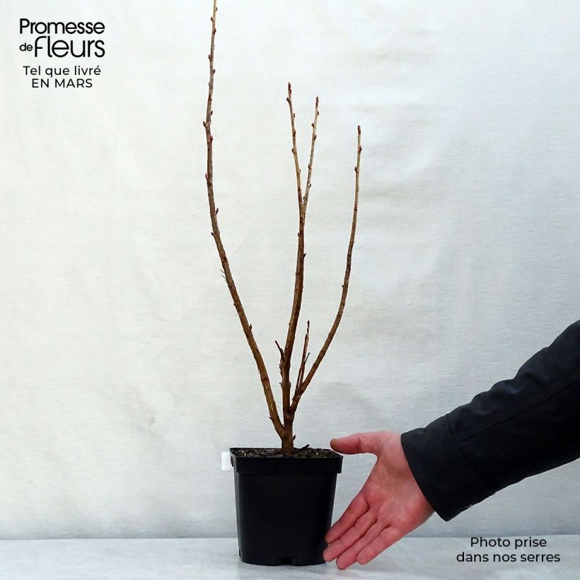 Example of Cassissier Noir de Bourgogne Pot de 1,5L/2L, Buisson as you get in printemps