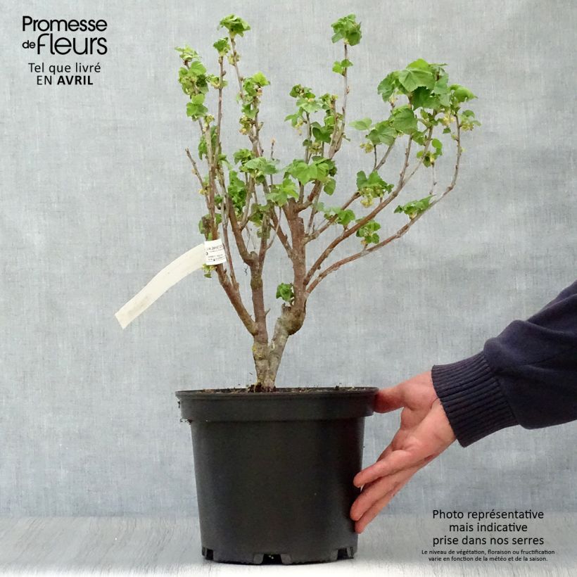 Example of Cassissier Noir de Bourgogne Pot de 4L/5L as you get in printemps