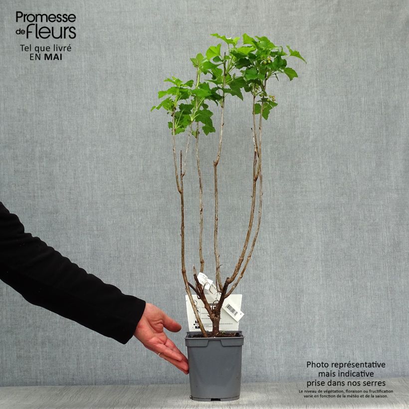 Example of Cassissier Perles d'Auvergne - Georges Delbard Pot de 2L/3L, Buisson as you get in printemps